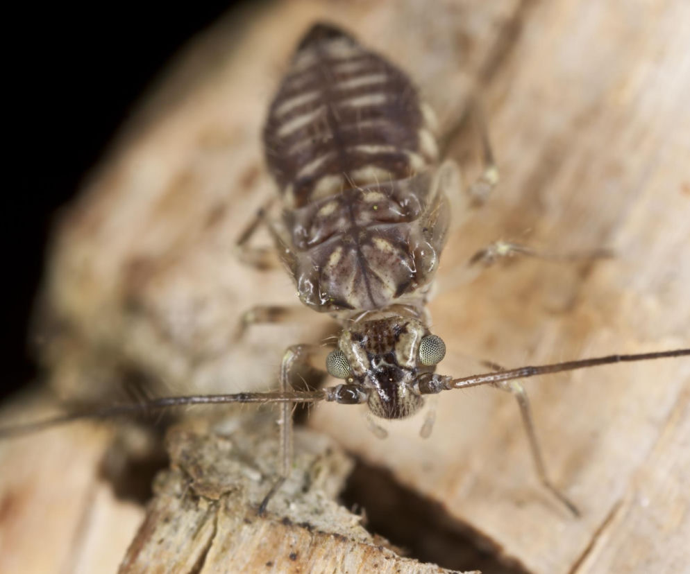 12. Psotnik, gryzek – Psocoptera