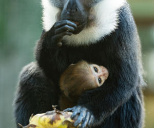 We wrocławskim zoo urodził się koczkodan górski