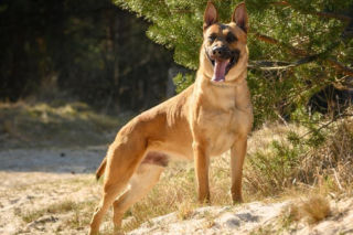 Nowy „funkcjonariusz” na czterech łapach zasilił szeregi policji w Lęborku