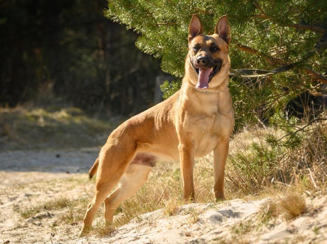 Nowy „funkcjonariusz” na czterech łapach zasilił szeregi policji w Lęborku