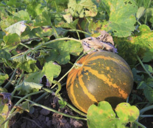 Melon