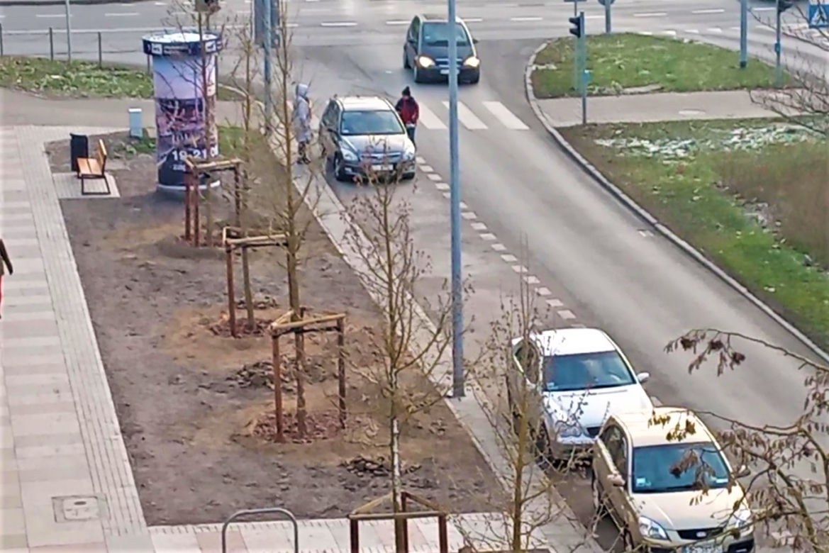 Drzewa powróciły na aleję Bohaterów Warszawy