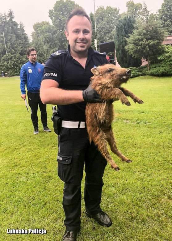 Dziki zaplątały się w siatkę. Mogły się udusić