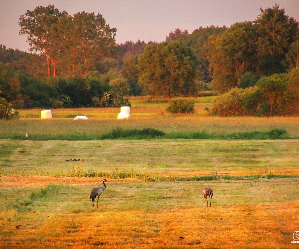 Podlaskie żurawie
