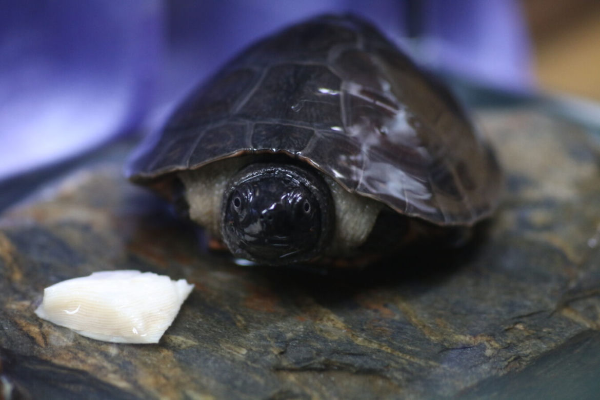 Orlicja wykluła się w gdańskim zoo
