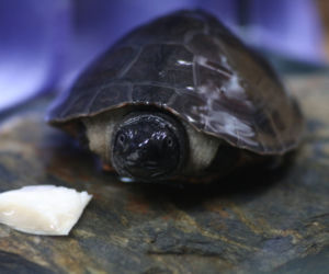 Orlicja wykluła się w gdańskim zoo