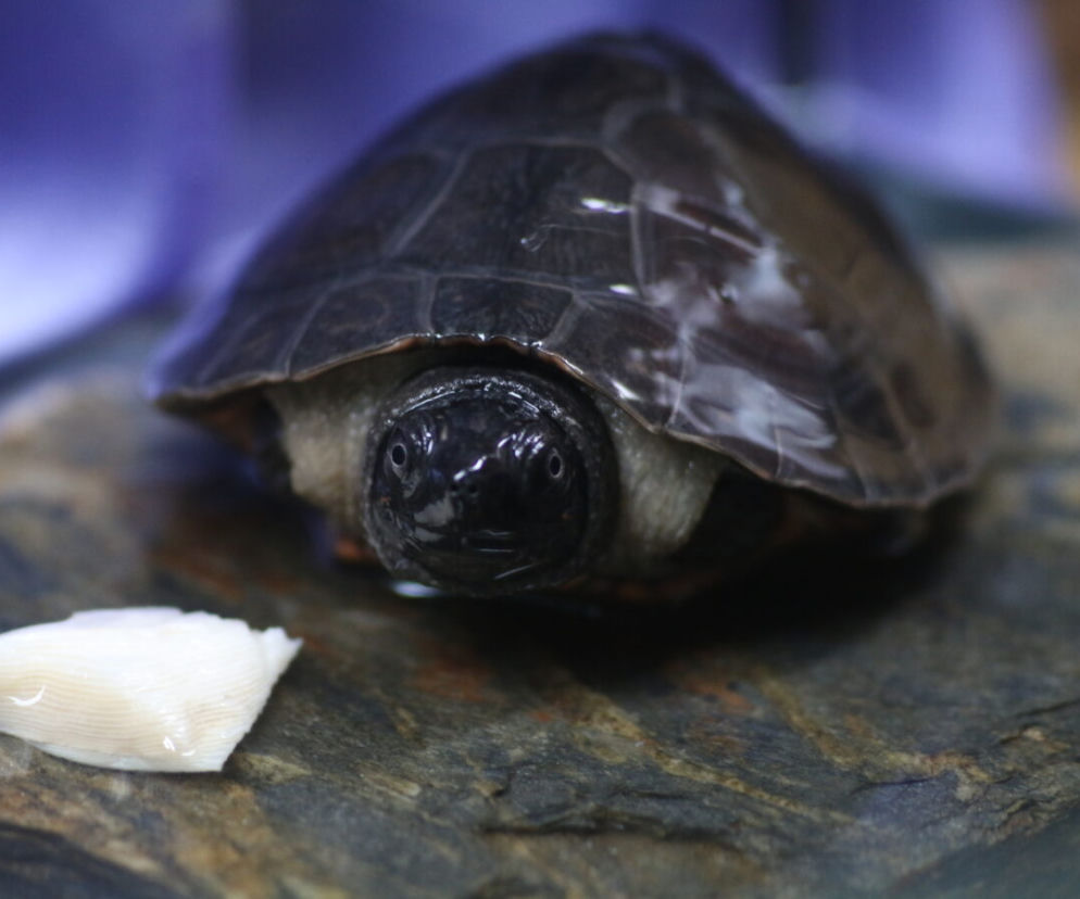 Orlicja wykluła się w gdańskim zoo