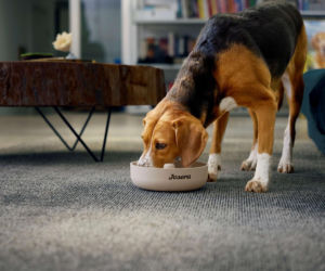 Jak dbać o psa podczas silnych mrozów. 5 praktycznych porad na najchłodniejsze tygodnie zimy