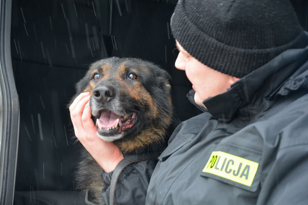 Tazer, policjant na 4 łapach, przeszedł na emeryturę