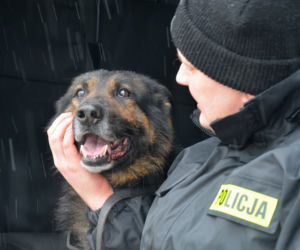 Tazer, policjant na 4 łapach, przeszedł na emeryturę