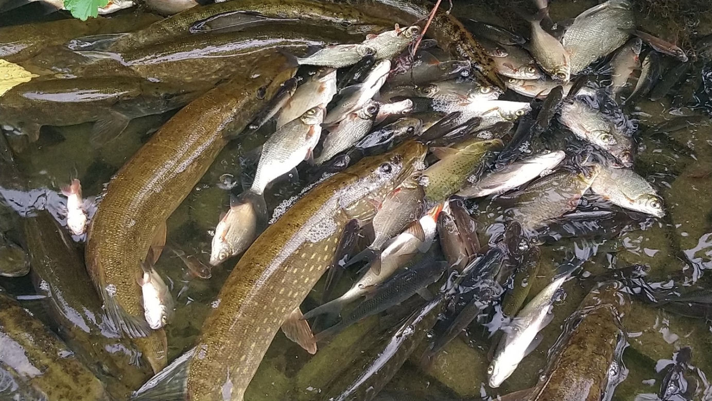 Śnięte ryby w stawie na Podolanach