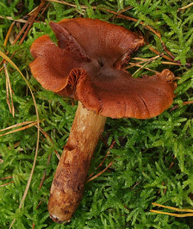 Zasłoniak rudy