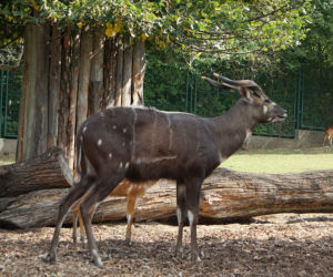 We wrocławskim zoo urodziły się 4 sitatungi