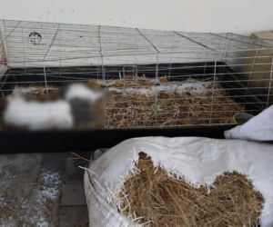 Króliki zamarzły na tarasie. 34-latek nie miał czasu na zajmowanie się zwierzętami