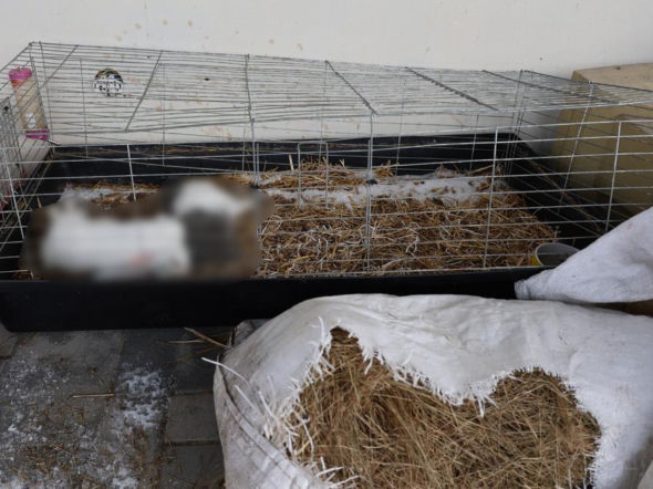 Króliki zamarzły na tarasie. 34-latek nie miał czasu na zajmowanie się zwierzętami