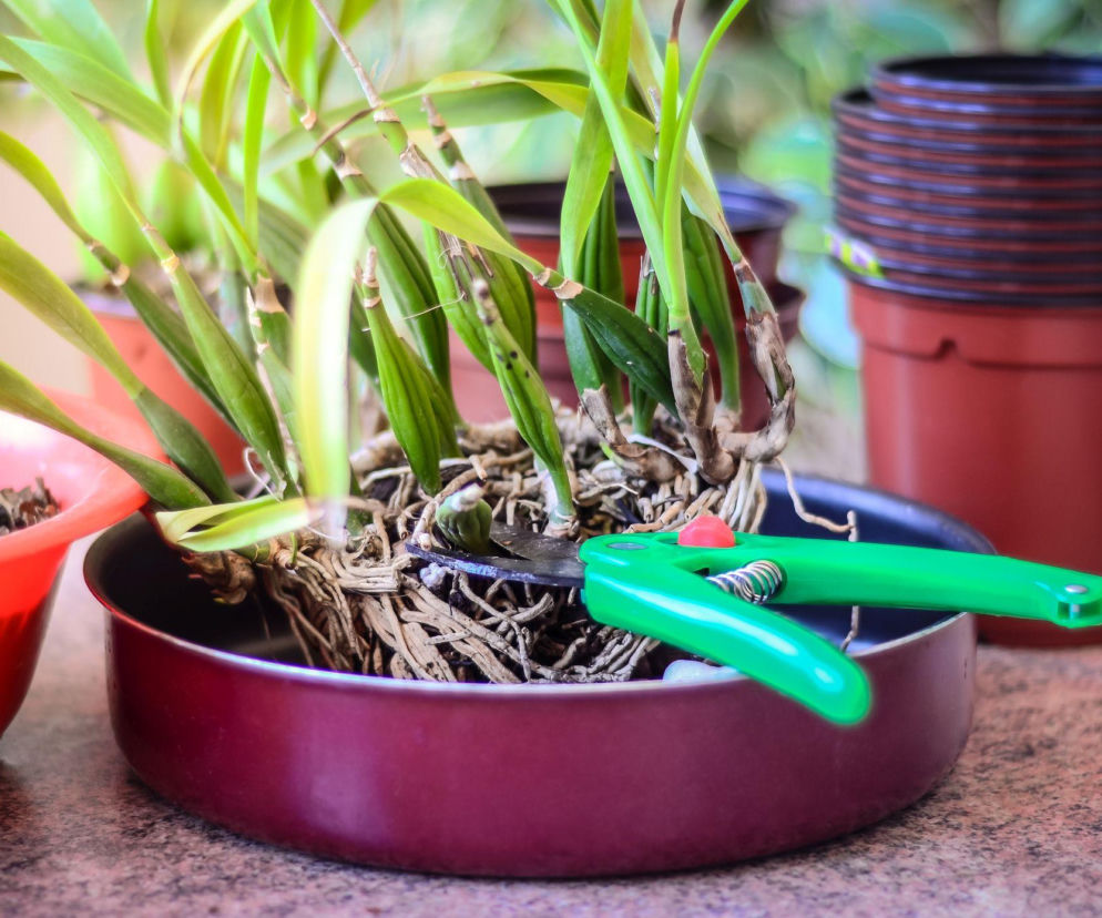 Czy storczyki można dzielić?
