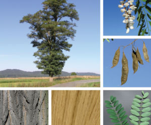 Robinia akacjowa