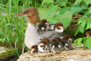 Uwaga na nurogęsi! Warszawski Zarząd Zieleni zabezpiecza wędrówkę ptaków