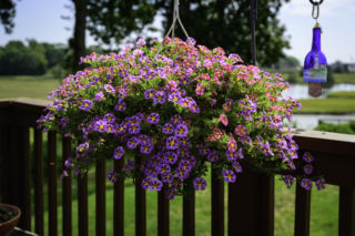 Odkąd odkryłam ten trik, nie kupuję już surfinii. Mam je zupełnie za darmo!