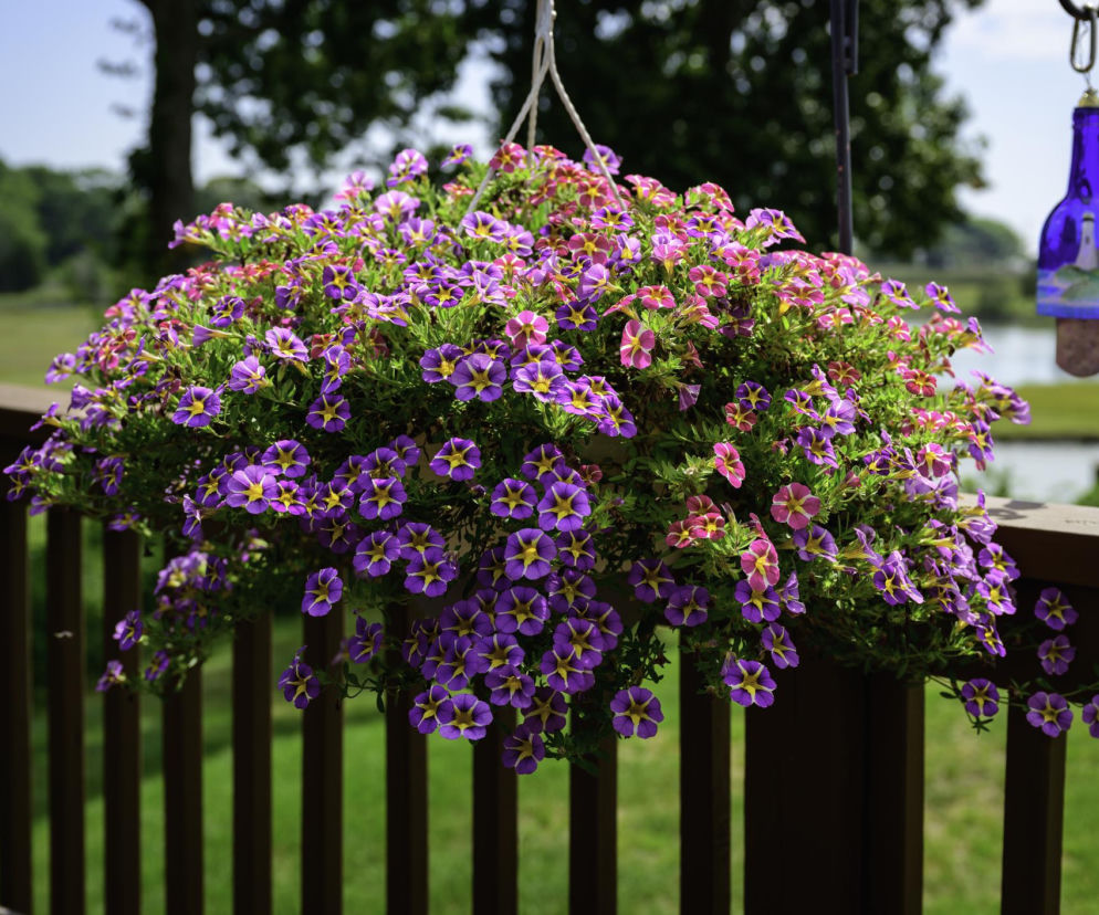 Petunie i surfinie prawie za darmo. Płacisz raz, masz na lata!