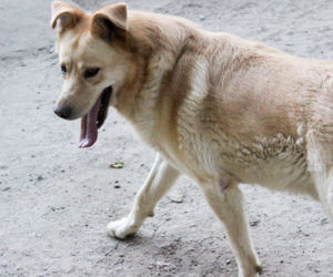 Gucio