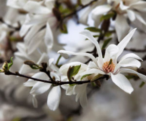 Magnolia japonska