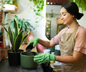 Przesadzanie sansewierii