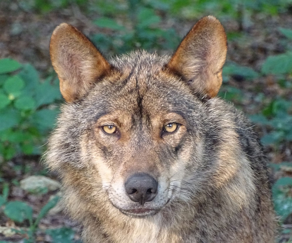 Kętrzyn. Wilk na ulicach miasta! Jeszcze nigdy czegoś takiego nie było [foto]