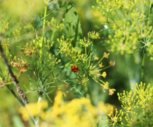Zamieszaj wodę, aż 1 łyżeczka się rozpuści i spryskaj obficie na mszyce na koperku. Szkodniki wyginą co do jednego. Domowy oprysk na mszyce na koperku