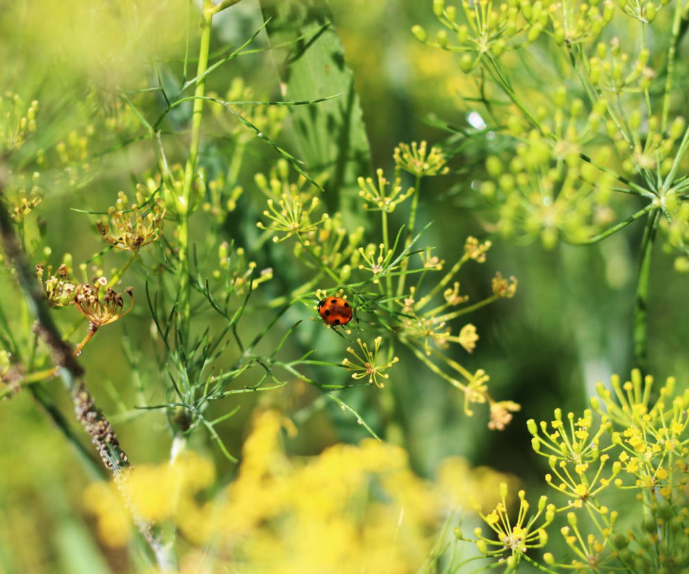 Sposób na mszyce na koperku