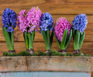 Hiacynty w doniczkach