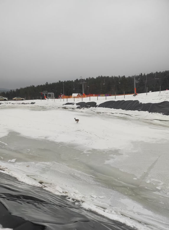 Bieszczady. Strażacy uratowali koziołka z lodu [ZDJĘCIA]