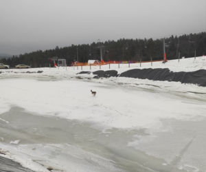 Bieszczady. Strażacy uratowali koziołka z lodu [ZDJĘCIA]