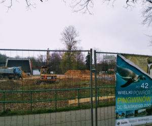 Chorzów: Po 42 latach do Śląskiego Ogrodu Zoologicznego wracają pingwiny! [ZDJĘCIA, AUDIO]