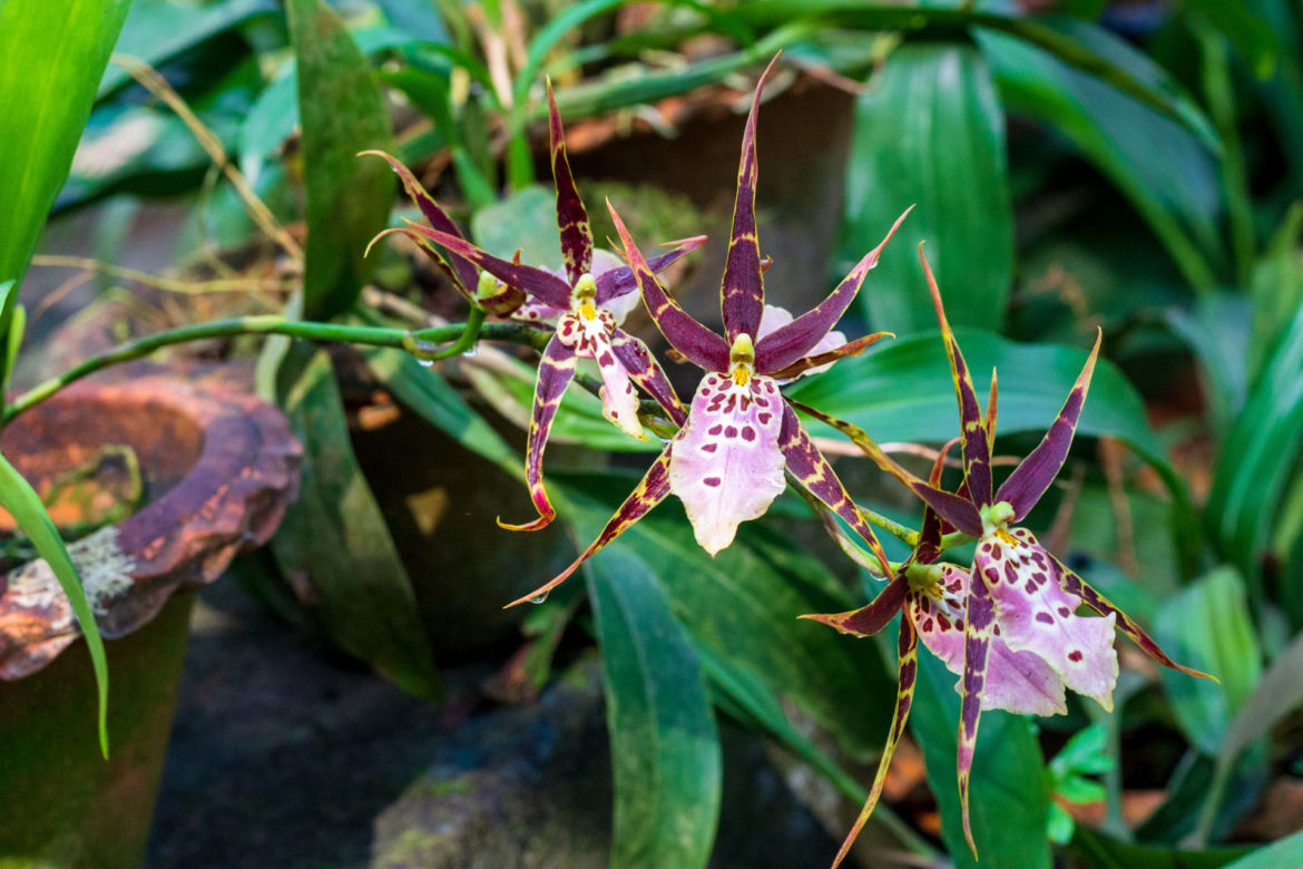  Brassia
