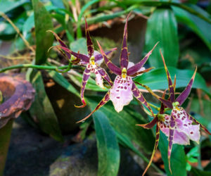  Brassia