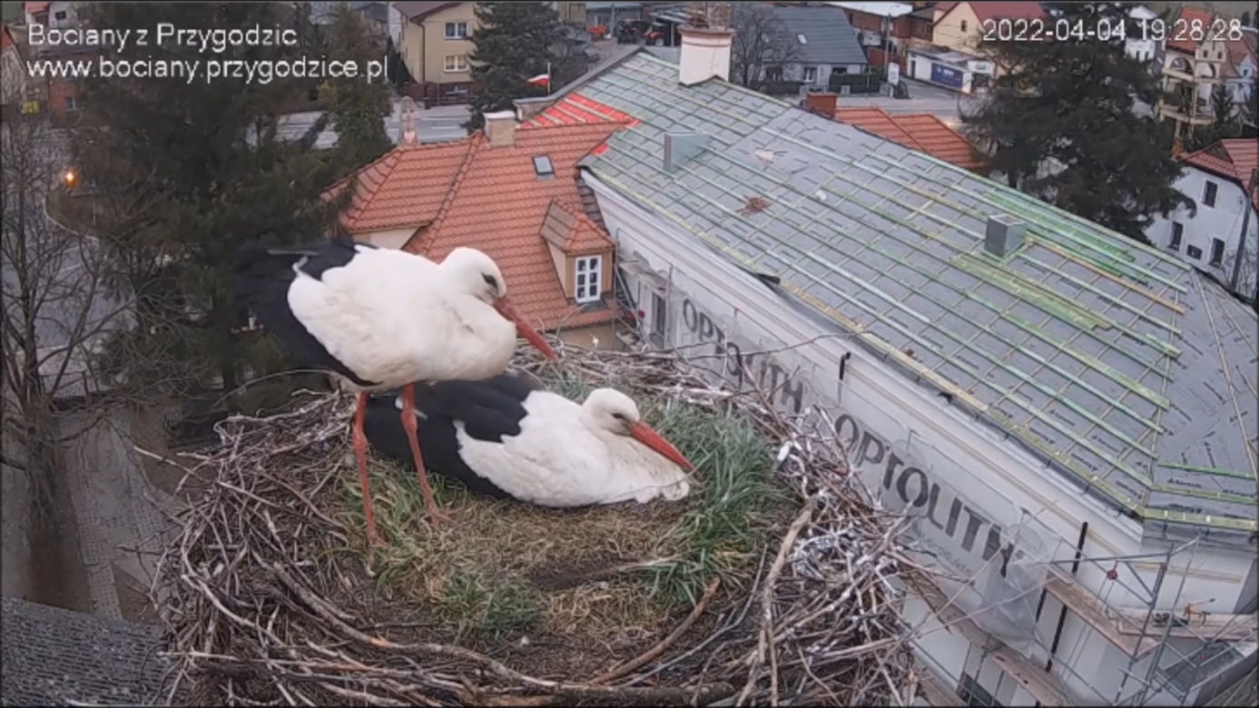 Wojna w bocianim gnieździe! Intruzi zniszczyli jedno jajo