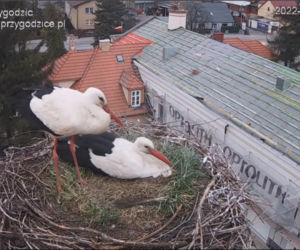Wojna u bocianów