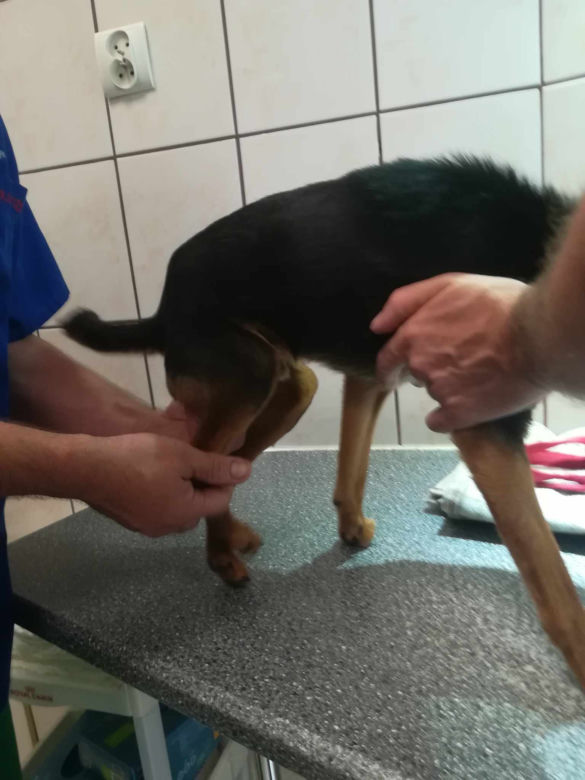 Inspektorzy OTOZ Animals w Bielsku-Białej odebrali osiem skrajnie zaniedbanych psów