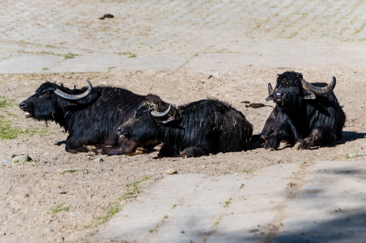 Koronawirus w Trójmieście. Zwierzęta z zoo tęsknią za ludźmi