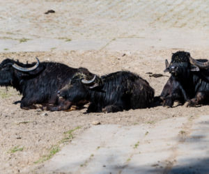 Koronawirus w Trójmieście. Zwierzęta z zoo tęsknią za ludźmi