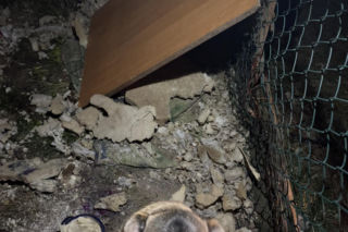 Ludzie reagują na marznące psy na Opolszczyźnie