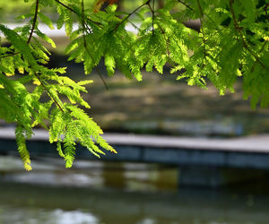 Jakie drzewa iglaste można posadzić na podmokłym terenie?