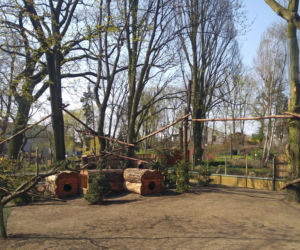Pandy w Ogrodzie Zoobotanicznym w Toruniu