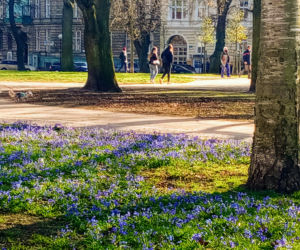 Cebulice kwitną w Szczecinie
