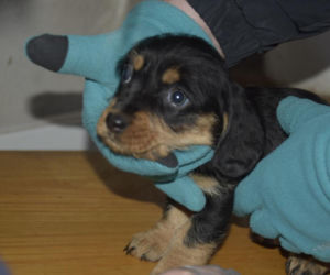 Były niedożywione i zapchlone, miały odmrożone łapy. Dramat 44 małych psów i 3 kotów