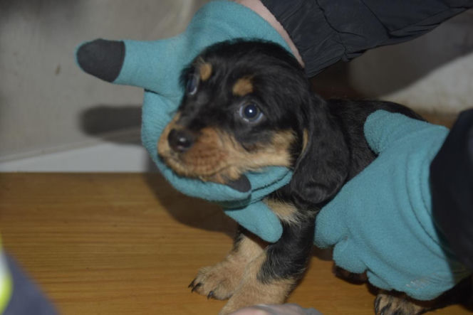 Były niedożywione i zapchlone, miały odmrożone łapy. Dramat 44 małych psów i 3 kotów