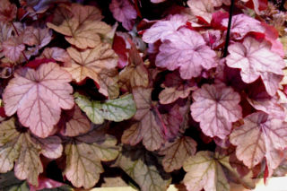 Żurawka ‘Vienna' - Heuchera ‘Vienna'