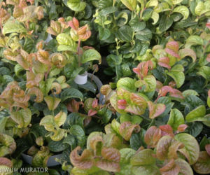 Kiścień 'Curly Red'