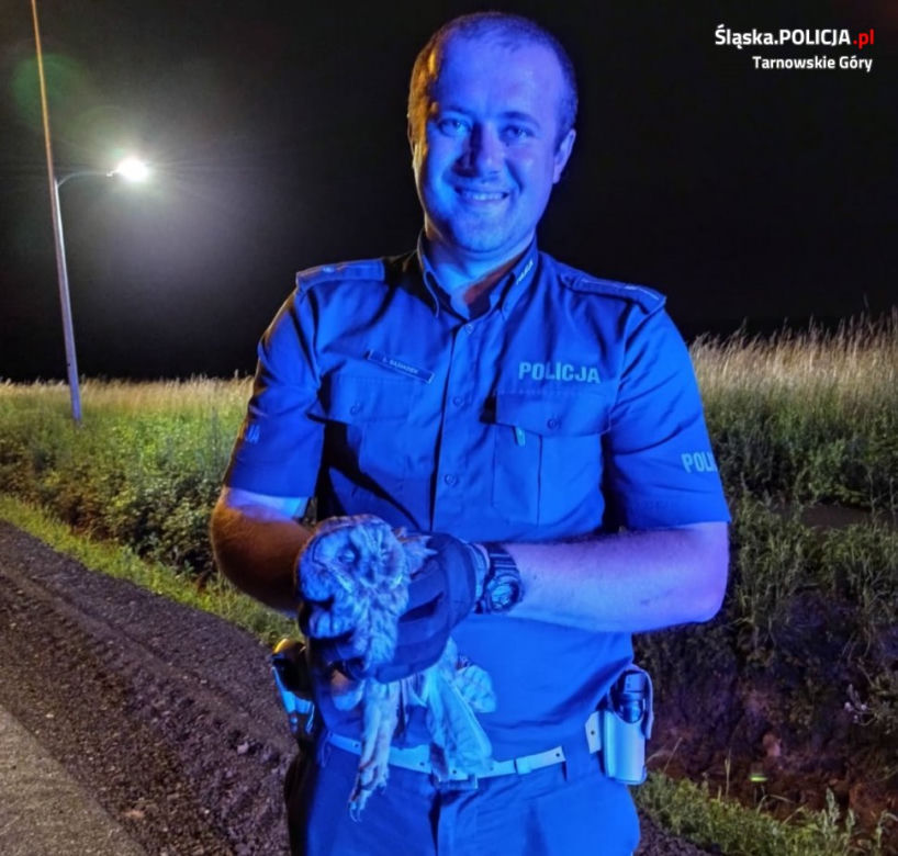 Śląskie: Piękna sowa potrącona przez samochód. Na drodze zdarzył się CUD!